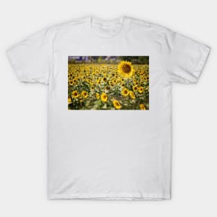 One Sunflower is Heads Above the Rest T-Shirt